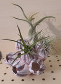 Planted Barnacle